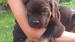 Cane Corso s výborným rodokmeňom, psik - Predaj