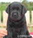 Labrador retriever, krásná černá štěňátka s PP - Prodej
