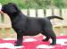 Labrador retriever, krásná černá štěňátka s PP - Prodej