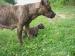 Americký stafordšírsky teriér - Predaj