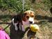 Šteniatko Beagle - Predaj