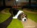 Šteniatko Beagle - Predaj