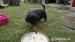 Rottweiler - Predaj