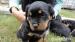 Rottweiler - Predaj
