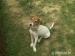 Kríženec Jack Russel teriera  - Darovanie