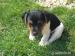 Šteniatka Jack Russell teriér - Predaj