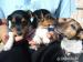 Šteniatka Jack Russell teriér - Predaj