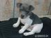 Šteniatka Jack Russell teriér - Predaj
