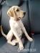 3 mes. šteniatko čistokrvný labrador  - Predaj