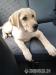 3 mes. šteniatko čistokrvný labrador  - Predaj