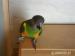 Senegalský papagáj - Predaj