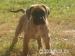 Cane Corso - Predaj