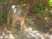Cane Corso - Predaj