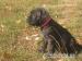 Cane Corso - Predaj