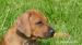 Rhodéský ridgeback, štěně - Prodej
