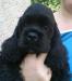 Americky kokrspaniel s PP - Predaj