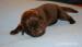 Šteniatka Labrador retrievera s PP - Predaj
