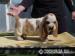 Basset Hound - Predaj