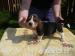 Basset Hound - Predaj
