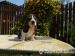Basset Hound - Predaj