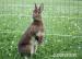Zakrslý králíček kastorex nar. 15.2.2012 - Prodej
