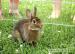 Zakrslý králíček kastorex nar. 15.2.2012 - Prodej