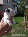 Šteniatka Jack russella teriera - Predaj