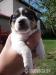 Šteniatka Jack russella teriera - Predaj