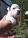Šteniatka Jack russella teriera - Predaj