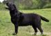 Labradorský retriever - Predaj