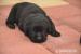 Labradorský retriever - Predaj