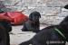 Labradorský retriever - Predaj