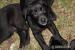 Šteniatka labradorského retrievera - Predaj