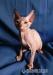Kocięta rodowodowe Don Sphynx, Sfińks Doński - Sprzedaż