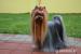 Yorkshire terrier s PP - Predaj