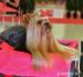 Yorkshire terrier s PP - Predaj