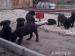 Cane corso - Predaj
