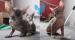 Koťata rasy don sphynx - Prodej