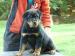 Rottweiler s PP - šteniatka - Predaj