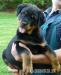 Rottweiler s PP - šteniatka - Predaj