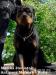 Rottweiler s PP - šteniatka - Predaj