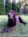 Labradorský retriever - Predaj