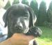 Labradorský retriever - Predaj