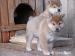 Shiba inu - Predaj