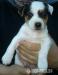 Steniatka Jack Russell Terier - Predaj