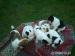 Steniatka Jack Russell Terier - Predaj