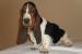 Basset hound stenata - Predaj