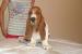 Basset hound stenata - Predaj