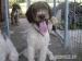 10 mes. psik Lagotto Romagnolo - Predaj