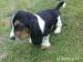 Basset Hound - Prodej